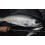 CANNE A LANCER YAMAGA BLANKS LUPUS