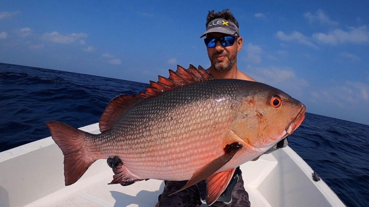Connaissance des poissons : quelles sont les principales espèces de carpes rouges ?