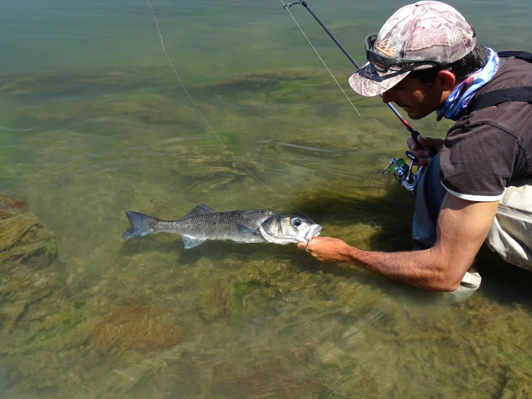 Le matériel idéal pour pêcher le bar en estuaire