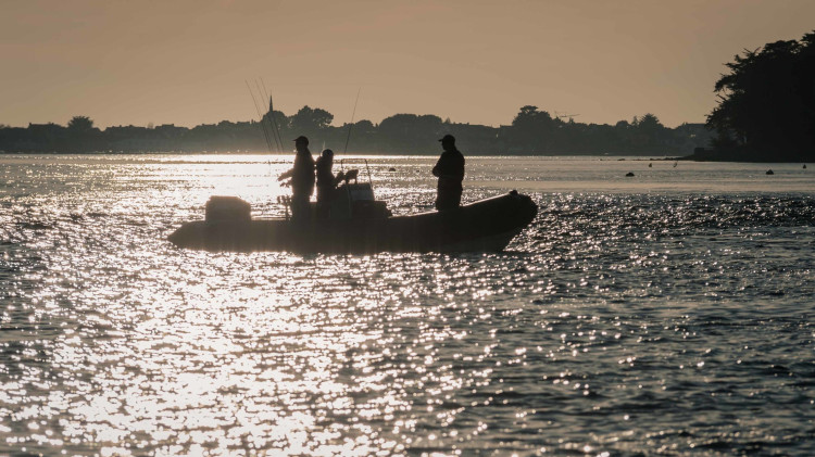 Tout savoir sur la pêche du bar en bateau dans le Golfe du Morbihan !