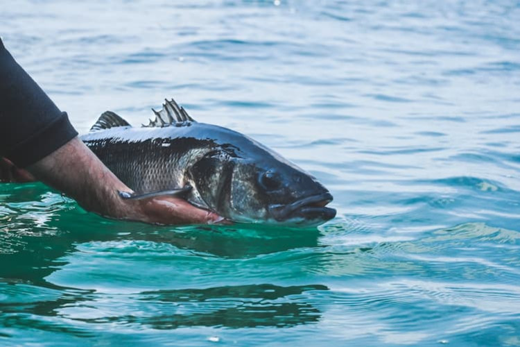 Pêche du bar sur chasse : un début de saison prolifique dans le Cotentin !