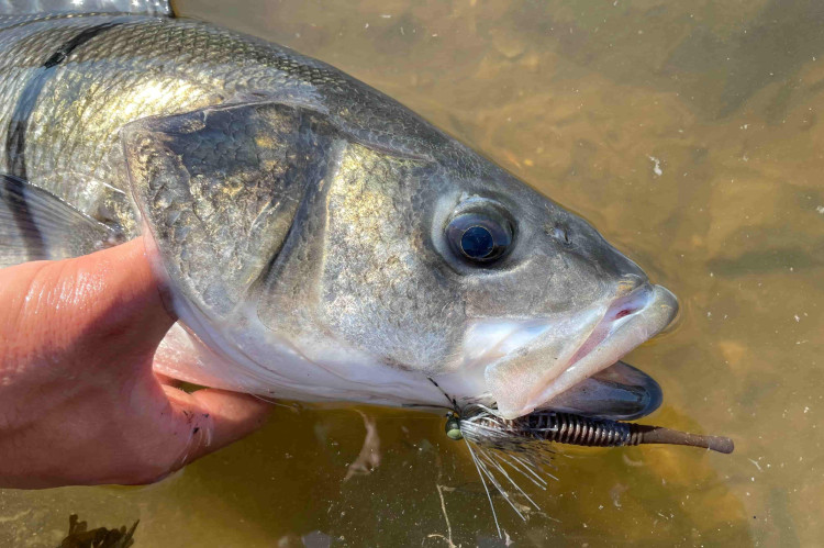 Sélectionnez le bon matériel pour la pêche du bar à vue en estuaire !