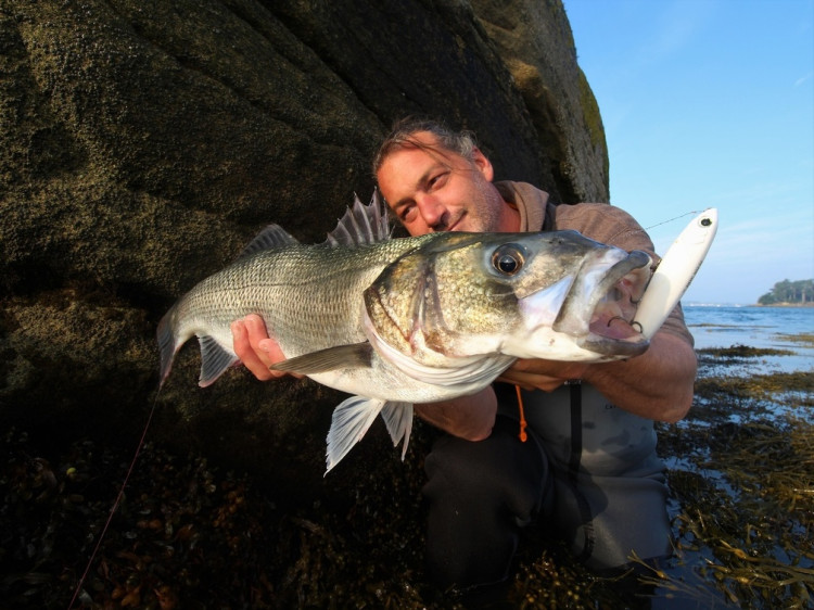 7 conseils pour bien débuter la pêche du bar du bord !