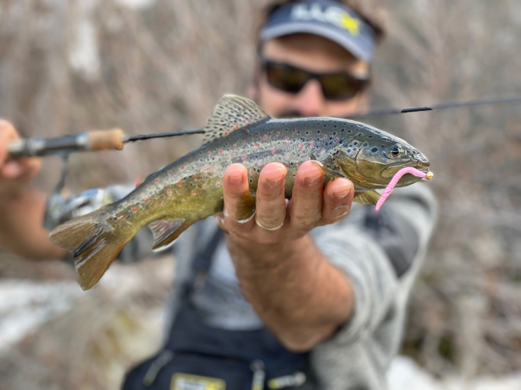 L'utilisation des worms pour la pêche de la truite, un pari gagnant !