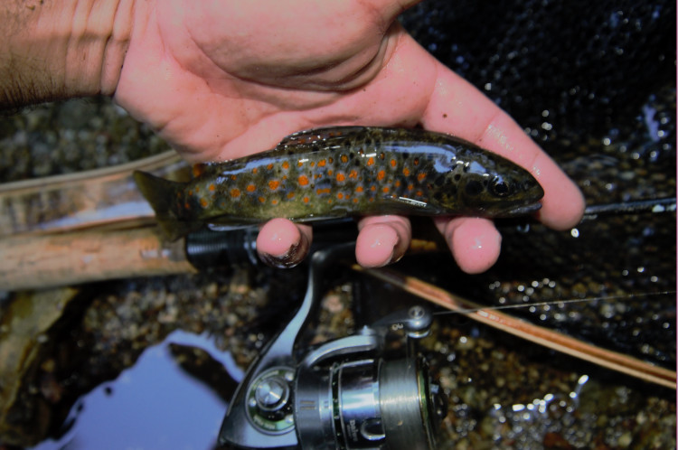 Pêche de la truite en torrent à l'ultra léger, quel matériel choisir ?