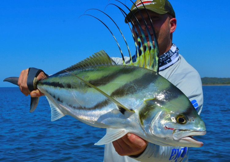 La pêche du poisson coq au Costa Rica, les postes et techniques à employer !